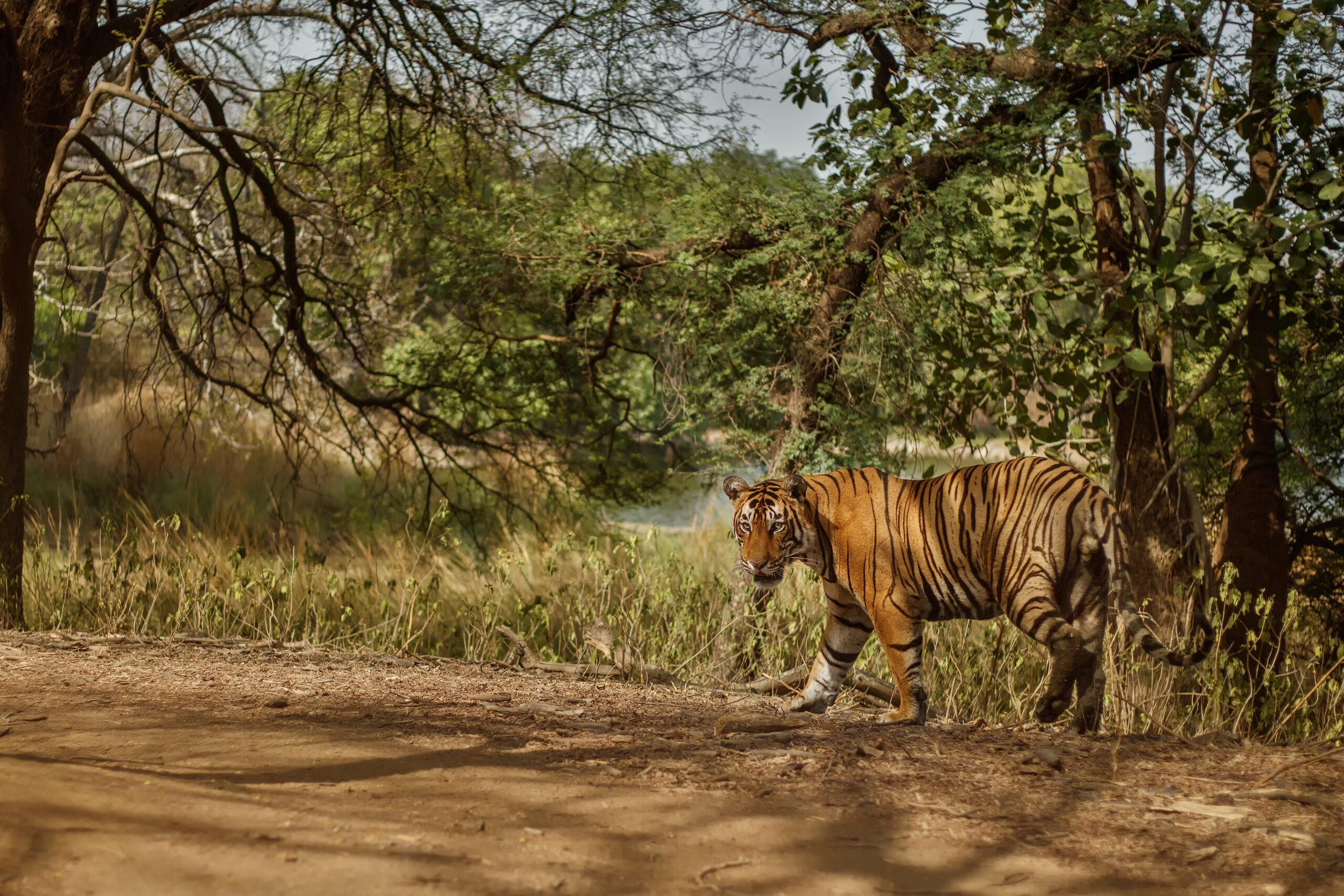 Royal bengal tiger in the nature habitat. Tiger pose during amazing light. Wildlife scene with danger animal. Hot summer in India. Dry area with beautiful indian tiger. Panthera tigris tigris.