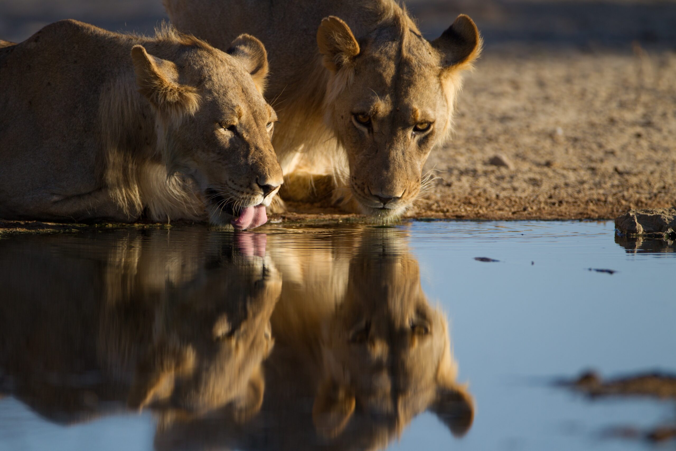 The reflection of the lionesses drinking water from a small pond
